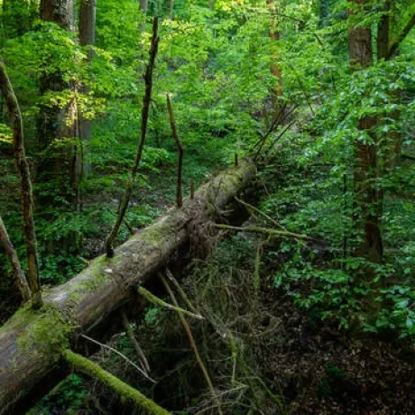 wilder_wald_bremgarten_1_1920x960_cr_matthias_sorg